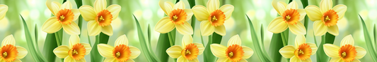 Daffodil