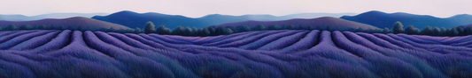Lavender Field