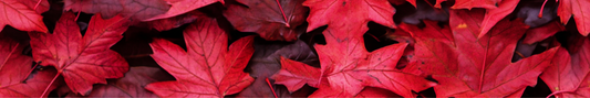 Maple Leaf 9